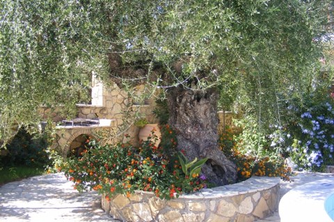 Olive Tree Villas Zakynthos Greece