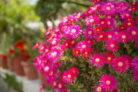 Aquamarine Apartments Zakynthos Greece