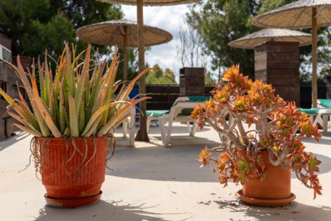 Oasis Apartments & Studios Zakynthos Greece